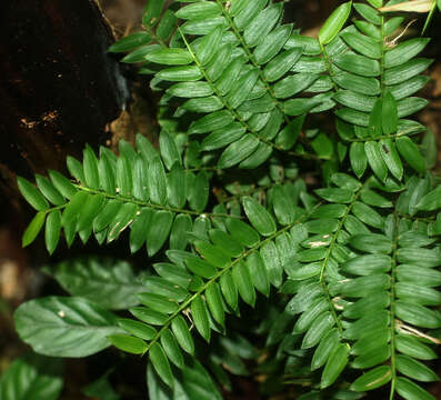 Image of Cryptochloa concinna (Hook. fil.) Swallen