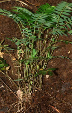 Image of Cryptochloa concinna (Hook. fil.) Swallen