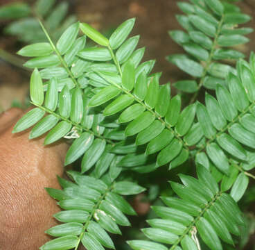 Image of Cryptochloa concinna (Hook. fil.) Swallen