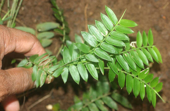 Image of Cryptochloa concinna (Hook. fil.) Swallen