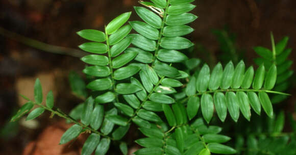 Image of Cryptochloa concinna (Hook. fil.) Swallen