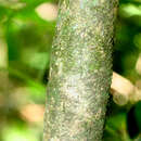 Image de Magnolia gloriensis (Pittier) Govaerts