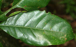 Image of Magnolia gloriensis (Pittier) Govaerts