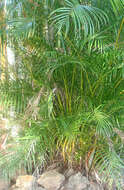 Image of Areca Palm