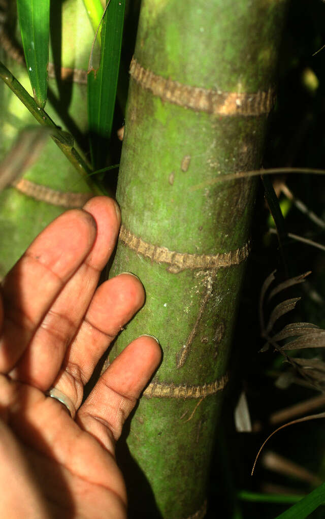 Sivun Dypsis lutescens (H. Wendl.) Beentje & J. Dransf. kuva