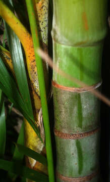 Image of Areca Palm