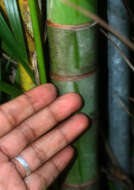 Image of Areca Palm