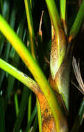 Image of Areca Palm