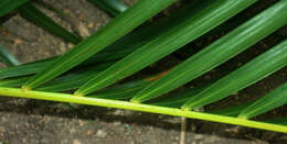 Sivun Dypsis lutescens (H. Wendl.) Beentje & J. Dransf. kuva