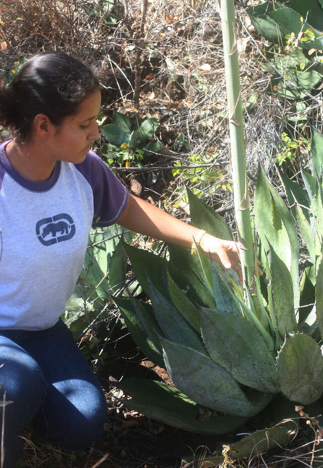 Image of Agave seemanniana Jacobi