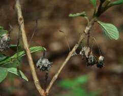 Plancia ëd Lippia oxyphyllaria (Donn. Sm.) Standl.