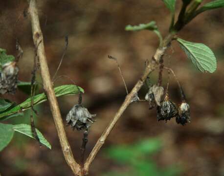 Plancia ëd Lippia oxyphyllaria (Donn. Sm.) Standl.