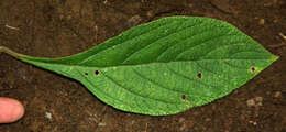 Plancia ëd Lippia oxyphyllaria (Donn. Sm.) Standl.