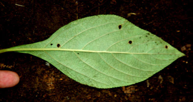 Plancia ëd Lippia oxyphyllaria (Donn. Sm.) Standl.