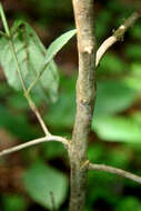 Plancia ëd Lippia oxyphyllaria (Donn. Sm.) Standl.