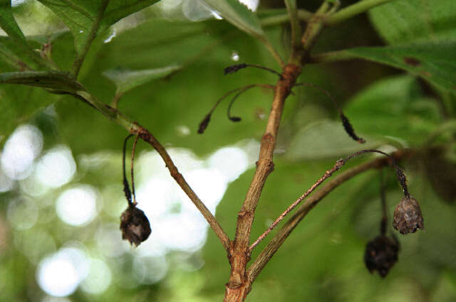 Plancia ëd Lippia oxyphyllaria (Donn. Sm.) Standl.