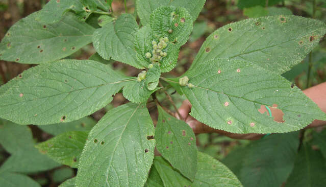 Plancia ëd Lippia oxyphyllaria (Donn. Sm.) Standl.