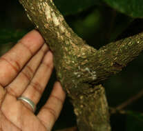 Image de Tetrapterys tinifolia Triana & Planch.