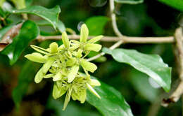 Image de Tetrapterys tinifolia Triana & Planch.