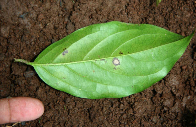 Image of Tetrapterys tinifolia Triana & Planch.