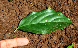 Image de Tetrapterys tinifolia Triana & Planch.