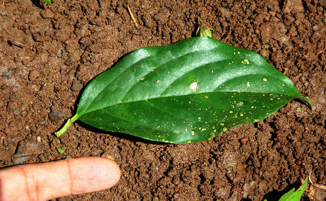 Image of Tetrapterys tinifolia Triana & Planch.