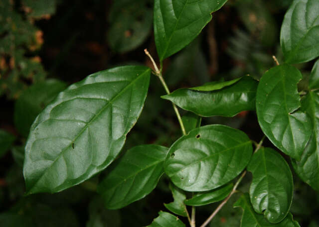 Image of Tetrapterys tinifolia Triana & Planch.