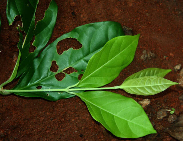 Image de Tetrapterys tinifolia Triana & Planch.