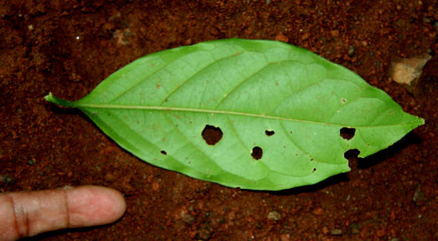 Image de Tetrapterys tinifolia Triana & Planch.