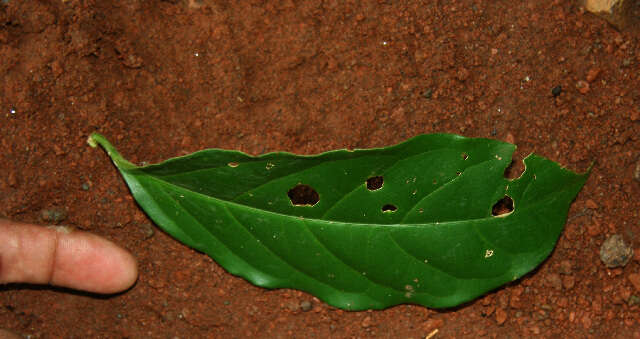 Image de Tetrapterys tinifolia Triana & Planch.