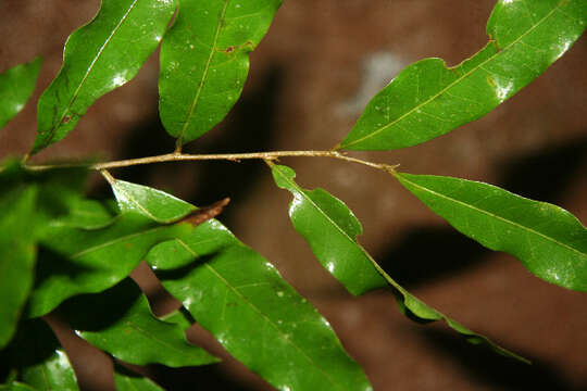 Image of Dichapetalum morenoi G. T. Prance