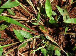 Image of Decumbent Crown Grass