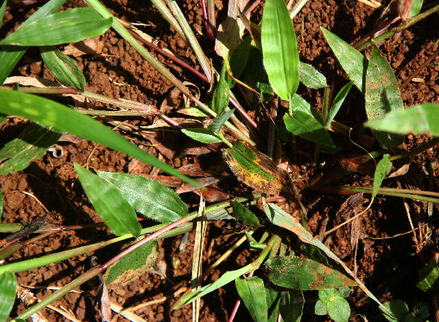 Image de Paspalum decumbens Sw.