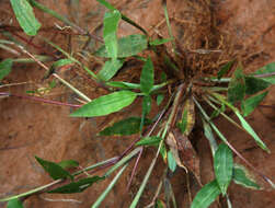 Image of Decumbent Crown Grass