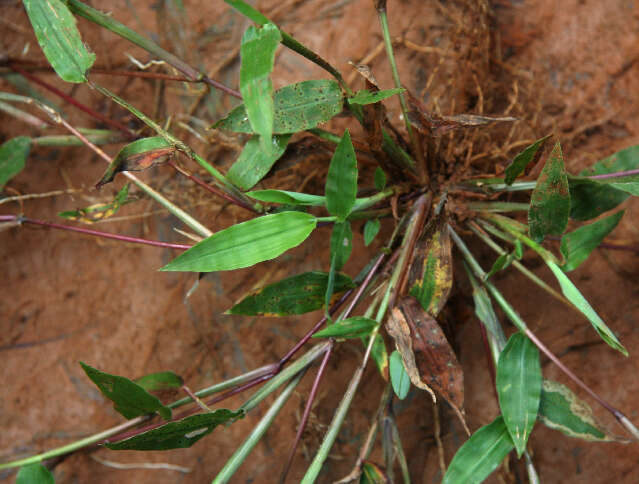 Image de Paspalum decumbens Sw.