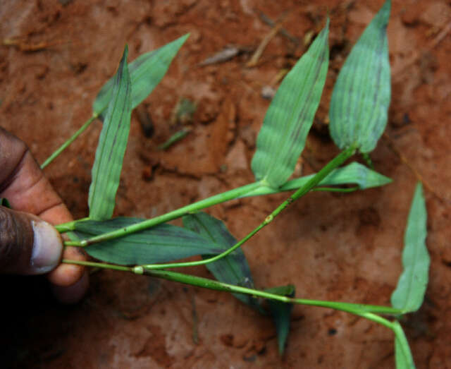 Image de Paspalum decumbens Sw.