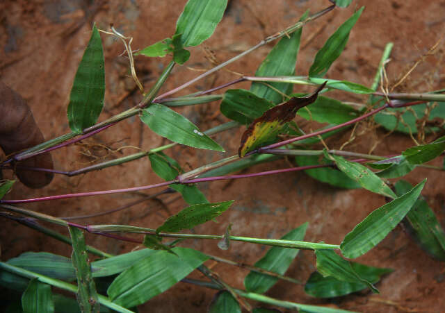 Image de Paspalum decumbens Sw.