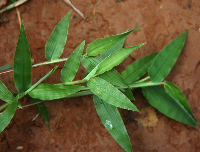 Image of Decumbent Crown Grass