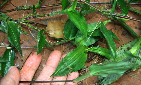 Imagem de Ichnanthus pallens (Sw.) Munro ex Benth.