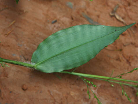 Imagem de Ichnanthus pallens (Sw.) Munro ex Benth.