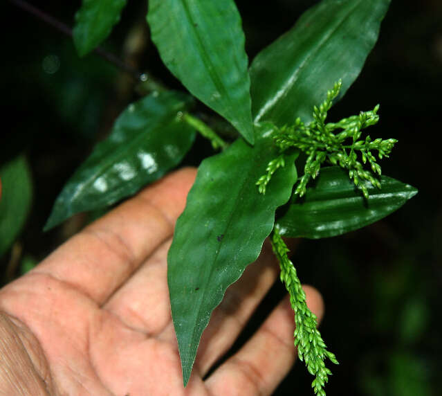 Imagem de Ichnanthus pallens (Sw.) Munro ex Benth.