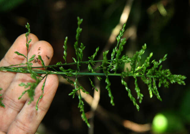 Imagem de Ichnanthus pallens (Sw.) Munro ex Benth.