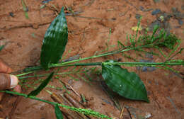 Imagem de Ichnanthus pallens (Sw.) Munro ex Benth.