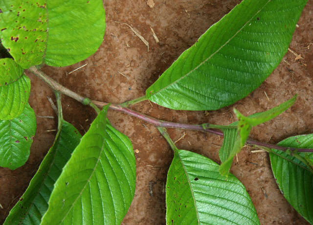 Image of Tetracera volubilis L.