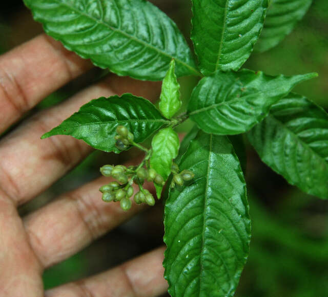 Image of Psychotria pittieri