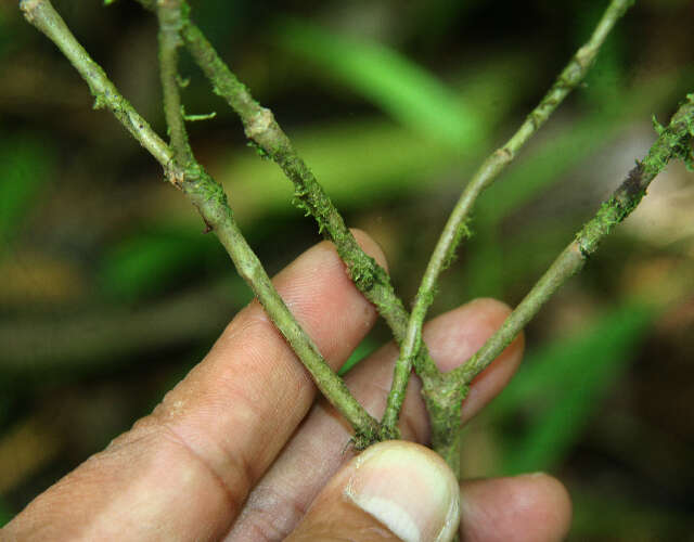 Image of Psychotria pittieri