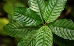 Image of Psychotria pittieri