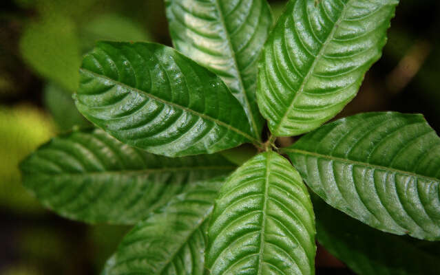 Image of Psychotria pittieri