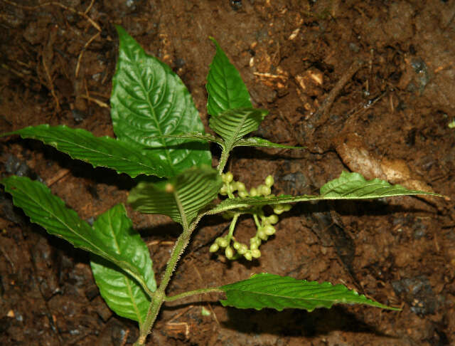 Image of Psychotria pittieri