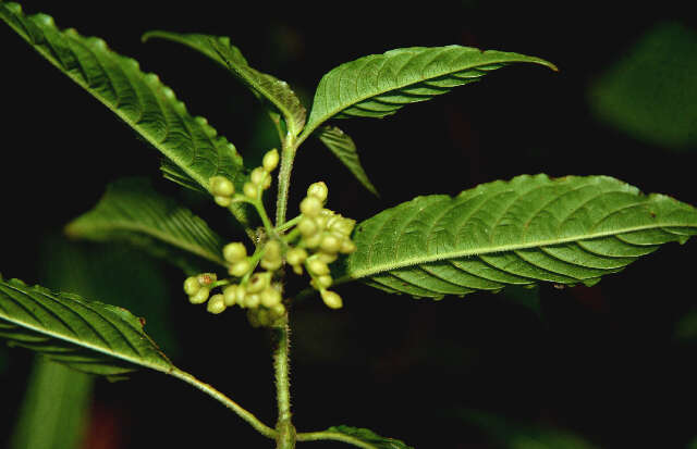 Image of Psychotria pittieri